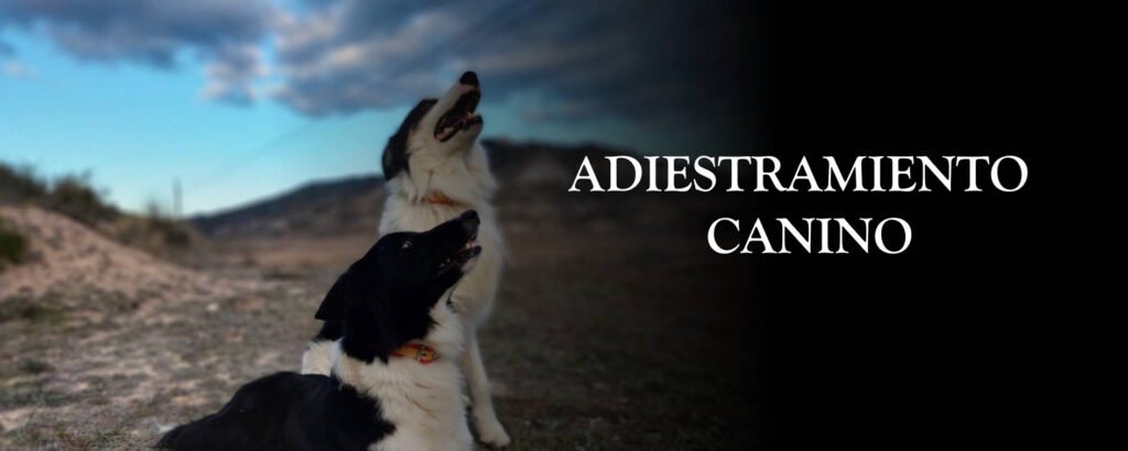 adiestramiento