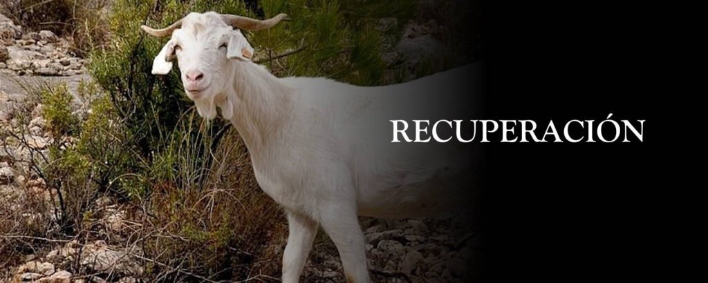 recuperacion